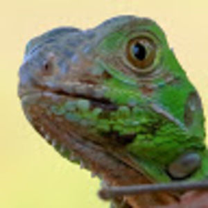 Meet your Posher, Alexander